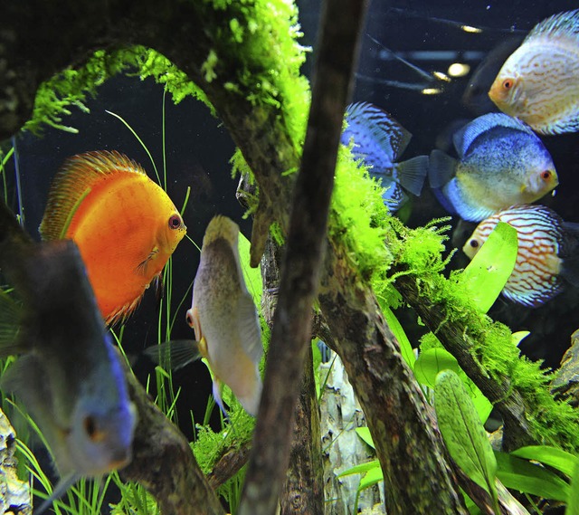 Ein Aquarium zeigt Schlaglichter aus einer anderen Welt.  | Foto: Fotos: Eggstein