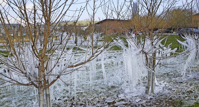 Beliebtes Fotomotiv war gestern die zu...mutierte Obstplantage bei Fischingen.   | Foto: langelott