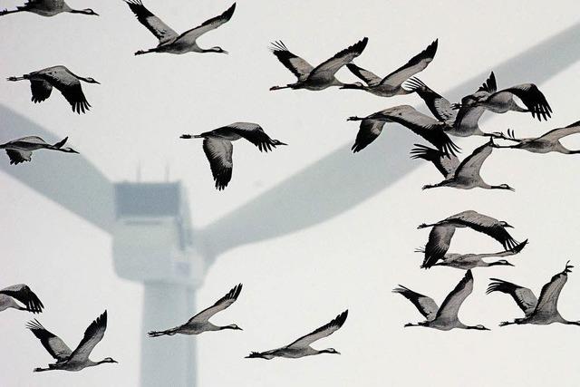 Ornithologe Hans-Günther Bauer: Späte Kälteeinbrüche lassen Zugvögel nach Süden abdrehen