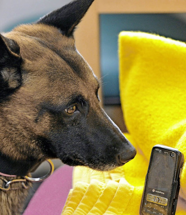 Der belgische Schferhund &quot;Artus ...dysprhund in deutschen Gefngnissen.   | Foto: dpa