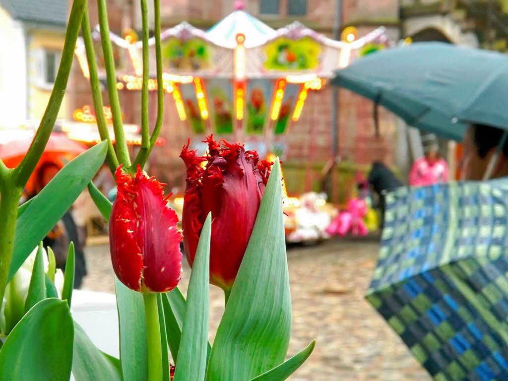 Blütensonntag in Endingen Blütensonntag in Endingen