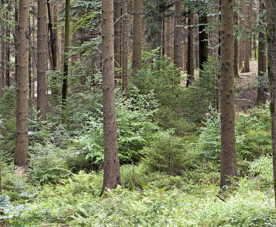 Naturverjüngung Naturverjüngung