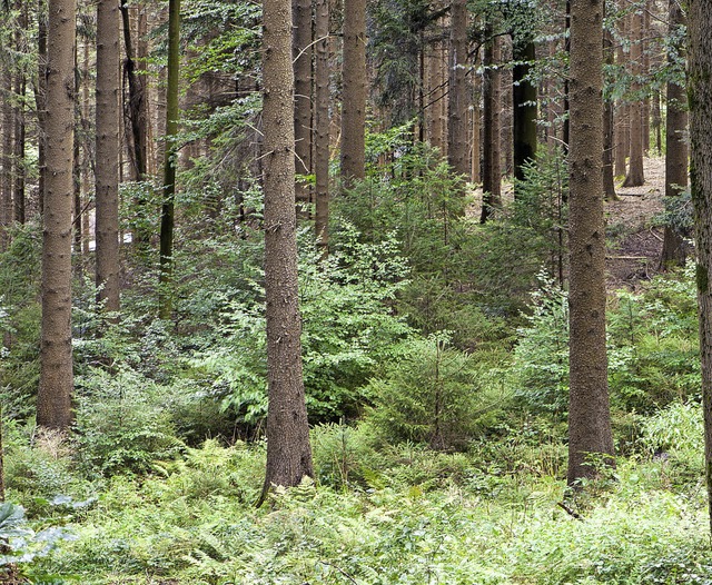 Ziel fr die Bewirtschaftung des stdt...Naturverjngung wie hier in Siensbach.  | Foto: Zahn