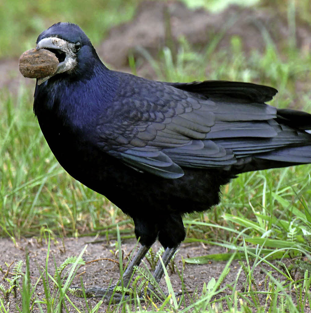 Krähen dürfen nicht gejagt werden Weil am Rhein Badische Zeitung