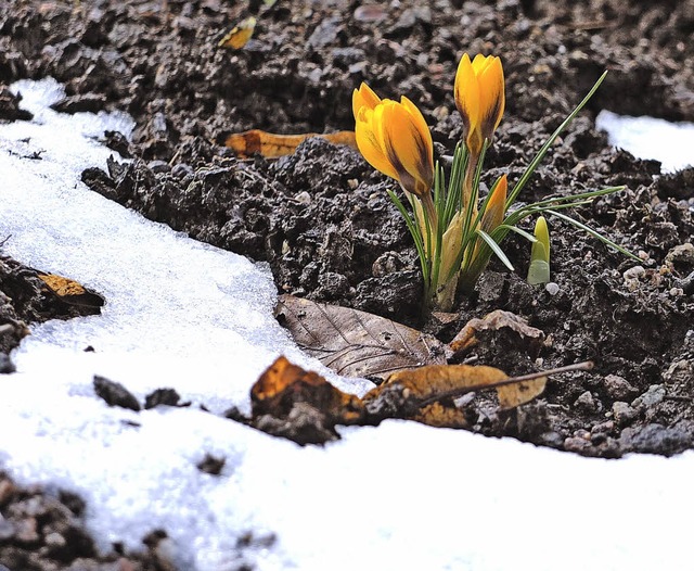 Der Winter hat den Wald noch fest im G..., wie hier am Schurthplatz in Neustadt  | Foto: Thomas Winckelmann