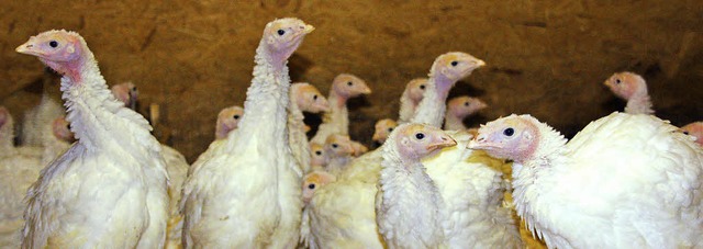 In Stegen werden diese Puten gemstet. Bis Ostern sollen sie schlachtreif sein.   | Foto: Silvia Faller