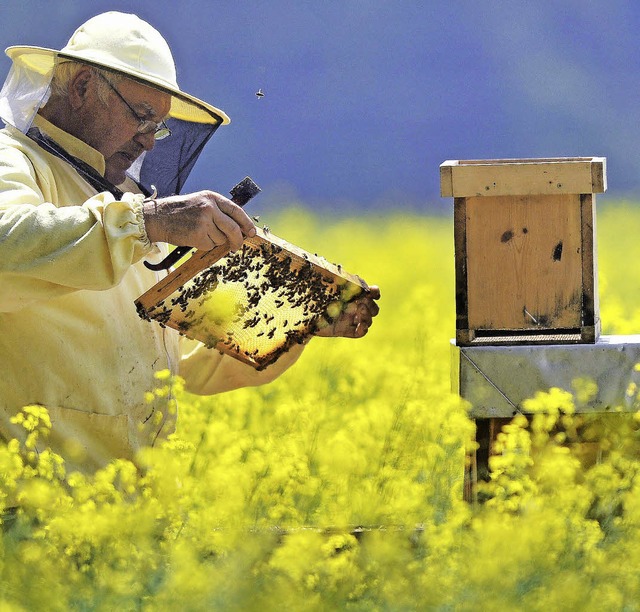 Ein Imker betrachtet in einem Rapsfeld...sten die Wabenplatten aus Bienenwachs.  | Foto: DPA