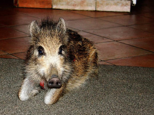 Wildsau-Baby Emma ist  die Attraktion der Straue in Ehrenkirchen.   | Foto: Hans Jrgen Kugler