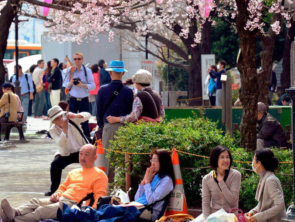Seit dem 16. Mrz versammeln sich Japaner zum Kirschbltenfest in Parks. Oft werden Bier oder der Reiswein Sake gereicht.