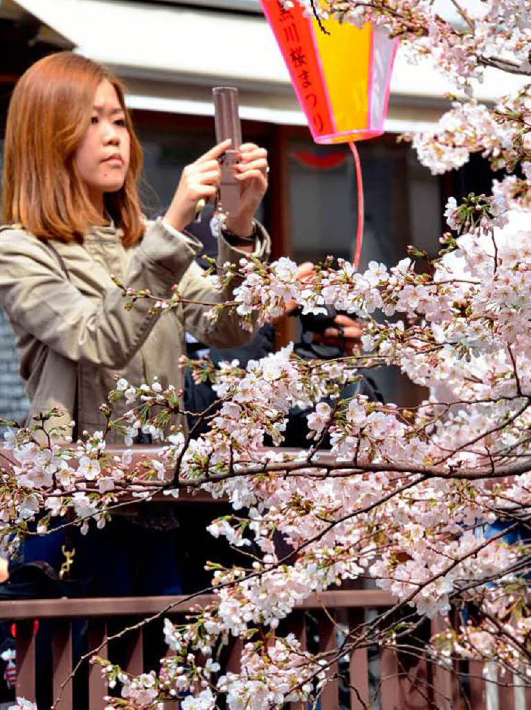 Jedes Jahr beginnt die Kirschbltenzeit in Japan Mitte oder Ende Mrz. Allmhlich wandert sie vom Sden in den Norden des Landes.