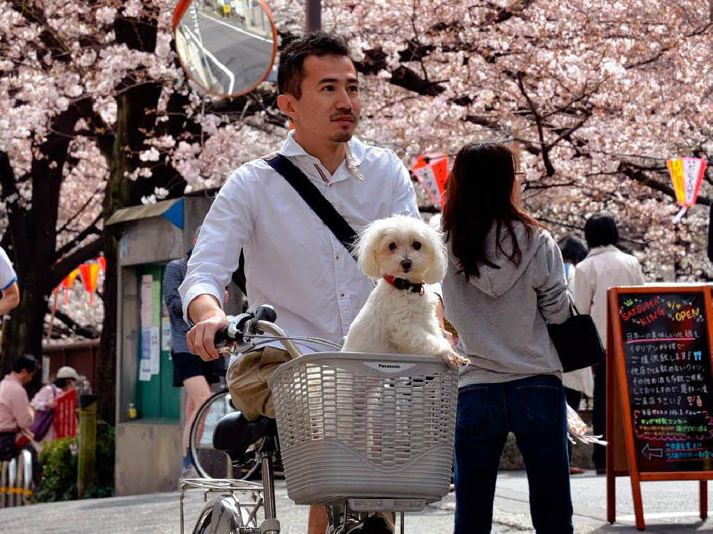 Mit dem traditionellen Kirschbltenfest begren die Japaner den Frhling schon seit ber 1200 Jahren.