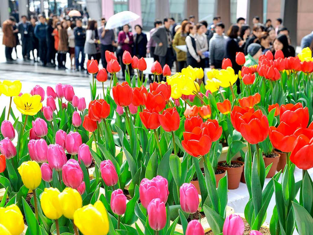 Jeder will eine Blume haben: In einer langen Schlange warten Fugnger im sd-koreanischen Seoul darauf, eine Tulpe zu ergattern.