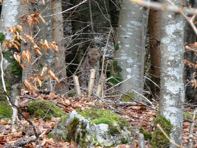 Ein Bild mit Seltenheitswert: Ein wildlebender Luchs im Sdschwarzwald.  | Foto: Forstliche Forschungsanstalt
