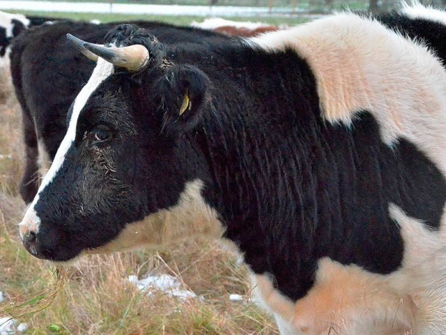 Weil er Jungrinder auf einer komplett ...nzach-Wyhlen die Tierhaltung verboten.  | Foto: Ralf H. Dorweiler