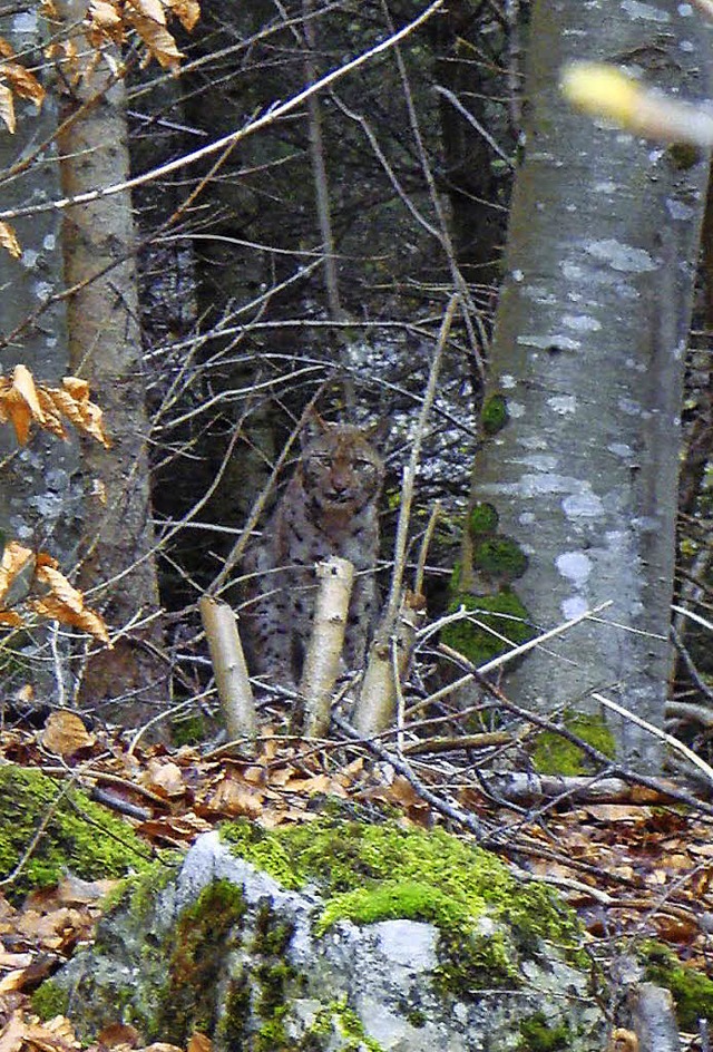 Luchs im Sdschwarzwald  | Foto: Forstliche Forschungsanstalt