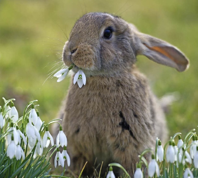 Dem schmeckt&#8217;s: Ein Kaninchen knabbert Schneeglckchen   | Foto: dpa