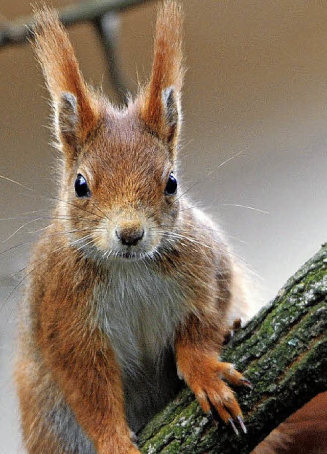 Eichhrnchen  | Foto: Verwendung weltweit, usage worldwide