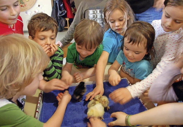 Gedrnge um die gerade geschlpften Kken im Kindergarten Fantasia   | Foto: Pia Grttinger