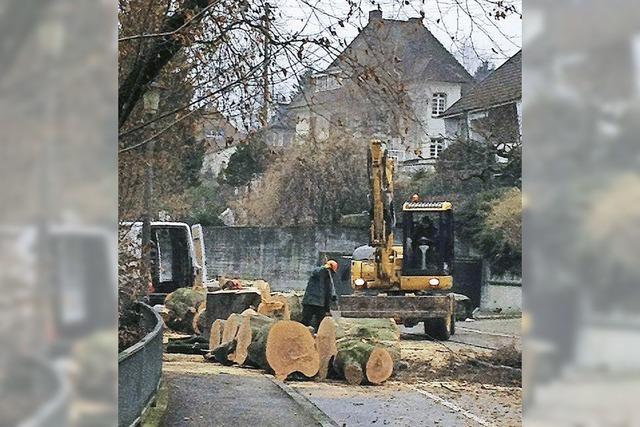 Alte Bume zu fllen, fllt nicht leicht