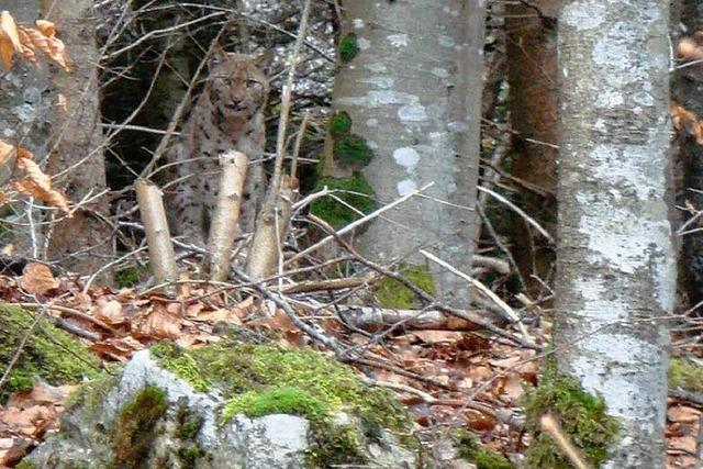 Warum Experten glauben, dass die Luchsfotos aus dem Schwarzwald echt sind