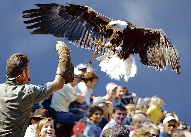 Der beeindruckende Weikopfseeadler des Vogelparks Steinen im Anflug.   | Foto: ZVG