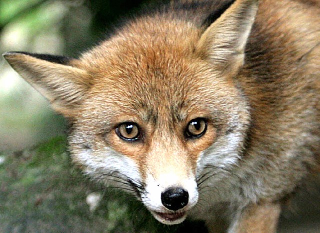 Fuchs  auf Auerhuhnjagd?  | Foto: dpa