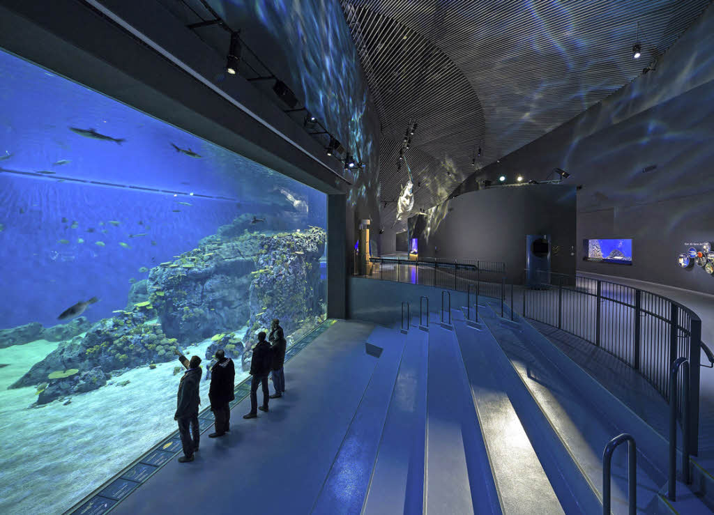 Hammerhai am Öresund: Nordeuropas größtes Aquarium eröffnet - Panorama