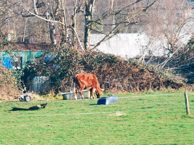 Offenbar hat der mit einem Tierhalteve...der Vieh angeschafft, etwa diese Kuh.   | Foto: Ralf Staub