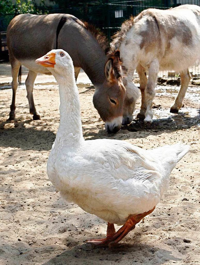 Ein Schaufenster fr moderne Landwirtschaft soll in Krzell entstehen.  | Foto: dpa