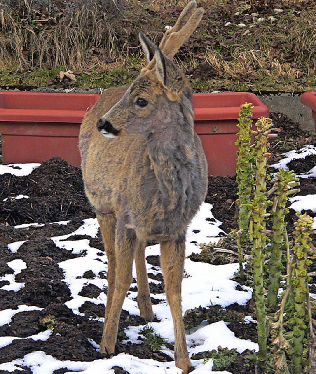 Mal schauen: Soll ich?  | Foto: hubertus wrwich