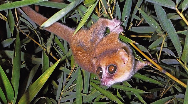 Groe Augen, kleine Ohren: die auf Mad...deckte Lemurenart Microcebus marohita   | Foto: dpa