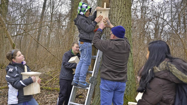 30 selbst gebaute Nisthilfen fr heimi...i und Helfern im Wyhler Rheinauewald.   | Foto: Roland Vitt