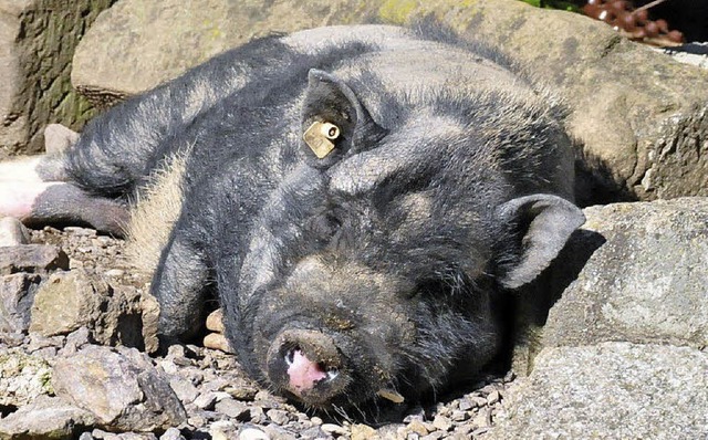 Die Saison im Zoo beginnt: Alles hofft auf eine wrmende Sonne.  | Foto: Zoo