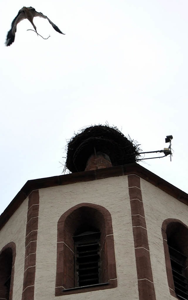 &#8222;Baumeister&#8220; im Anflug: Ro...neuern ihr Nest auf dem Storchenturm.   | Foto: Helena Kiefer