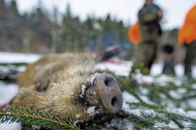 Wildschweine sind verstrahlt