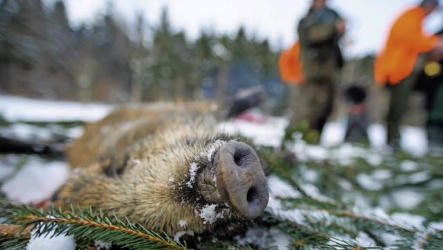 Sechs von sieben Wildschweinen, die im...hossen wurde, waren zu hoch belastet.   | Foto: DPA