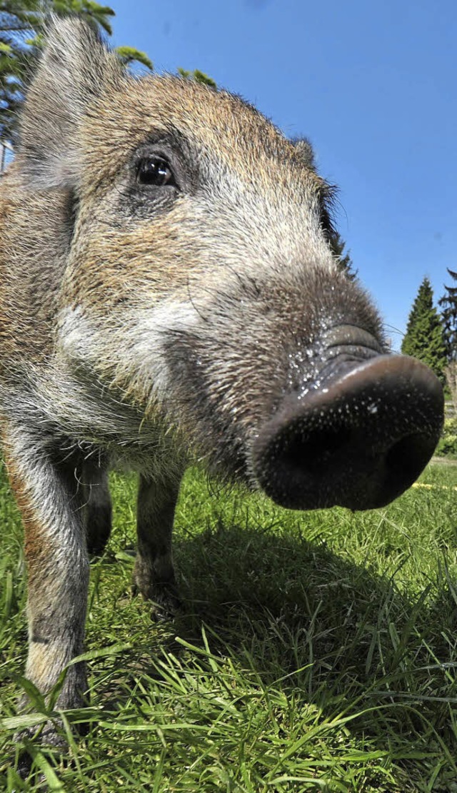 Kennt das Schwein die Zonen, die es vor dem Jger schtzen?   | Foto: DPA