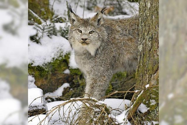 Schleicht ein Luchs durch die Wlder?