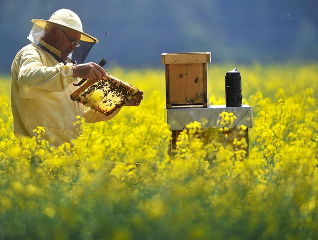 Ein monotoner Speisezettel fr Bienen: ein Rapsfeld   | Foto: DPA