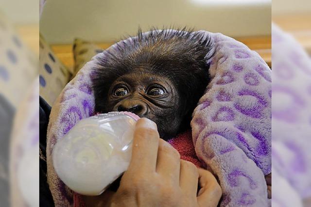 BADISCHE-ZEITUNG.DE: Gorilla-baby