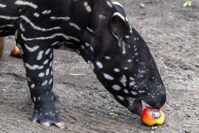 Kleiner Tapir heit jetzt Baru