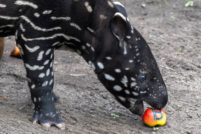 Der kleine Tapir whlte seinen Namen s...8220; als ersten von vier pfel fra.   | Foto: dapd