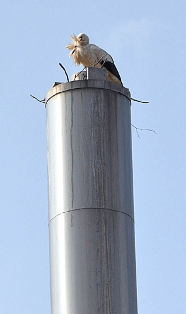 Zweiter Anlauf: Nestbauender Storch auf dem Kamin des neuen Rathauses   | Foto: Gerhard Walser