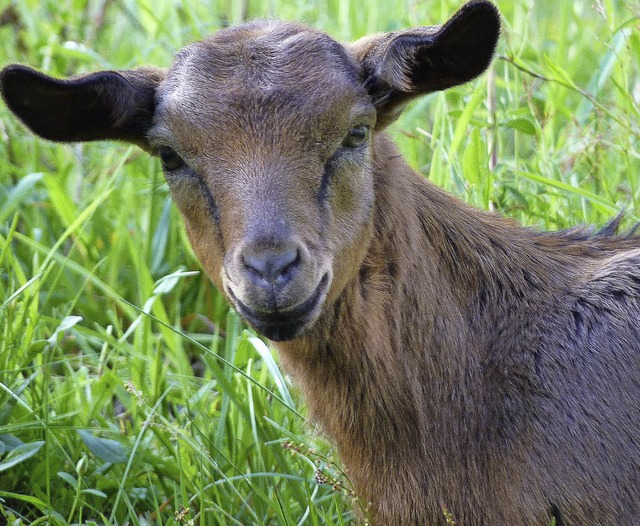 Die Weidegemeinschaften im Kleinen Wie...ihre Tiere auf besonders viele Weiden.  | Foto: dirk Sattelberger