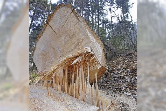 1440 Lastwagenladungen Holz pro Jahr