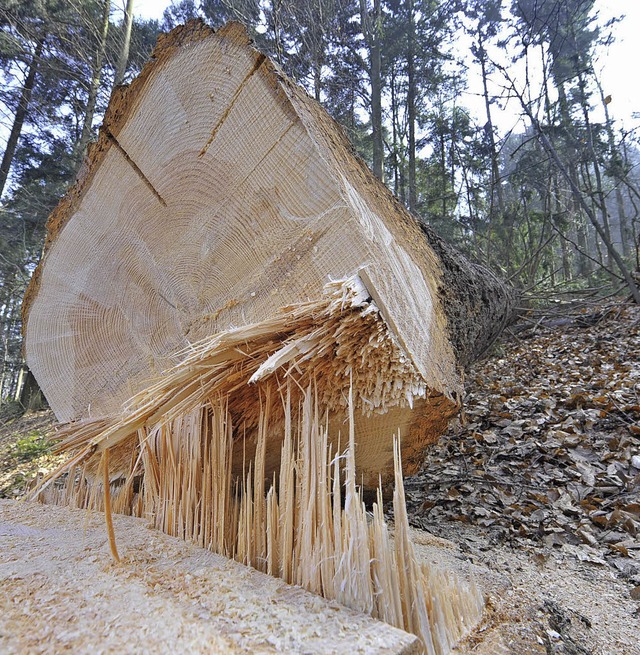 Materialwert 2200 Euro: Douglasie im Sternwald.   | Foto: Michael Bamberger