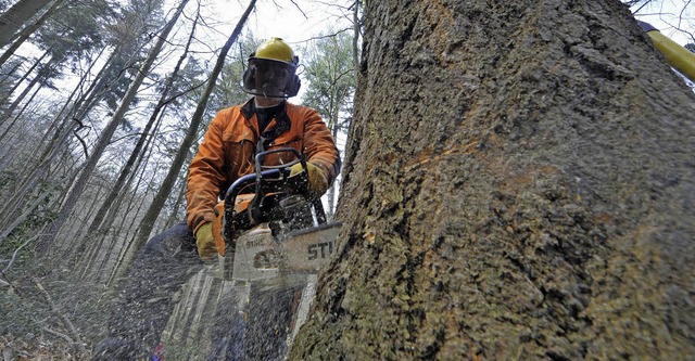 Holz und Geld machen im Stadtwald   | Foto: Michael Bamberger