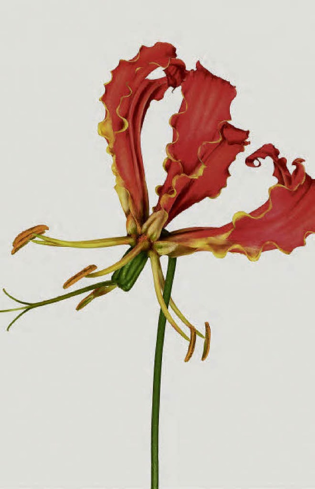Ein filigranes Phantasiegebilde der Natur   | Foto: verlag