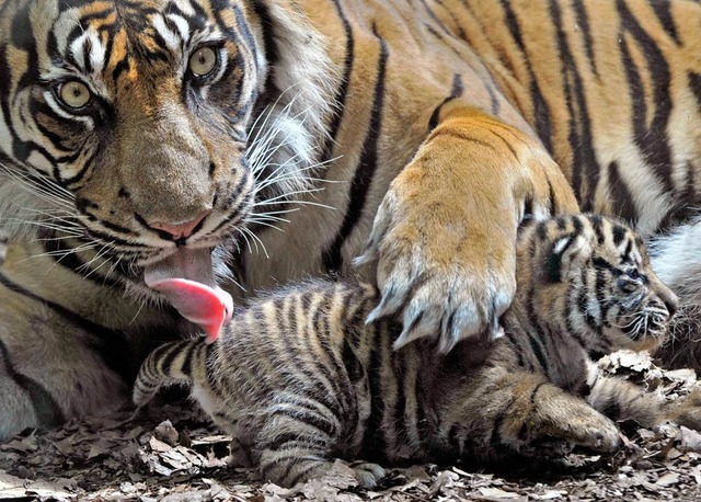 Die Sumatra-Tigerin Malea kmmert sich...d das Kleine so richtig sehen knnen.   | Foto: dpa
