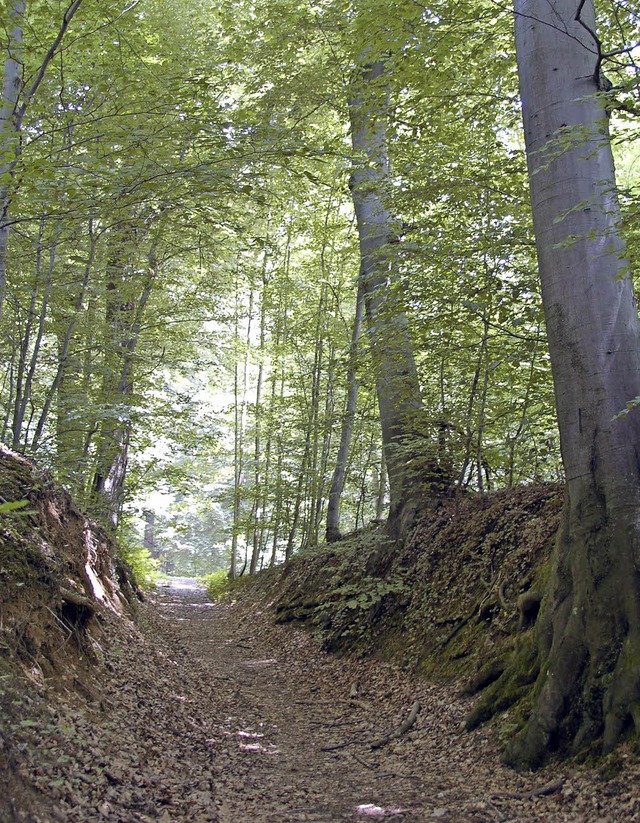 Den Stadtwald drfen Wanderer und Radler  nutzen. Das birgt Konfliktpotenzial.   | Foto: Archivfoto: Gerhard WAlser